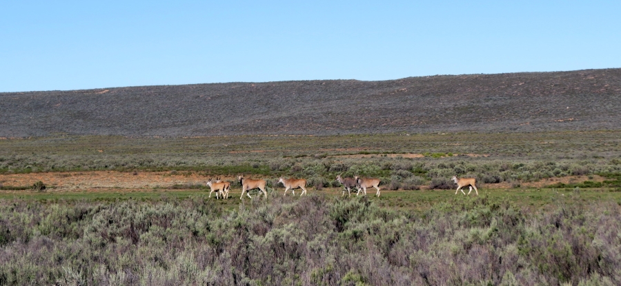 Commercial Property for Sale in Montagu Rural Western Cape